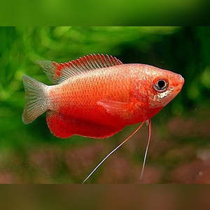 Red Honey Gourami