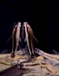 Tropical Fish: Otocinclus