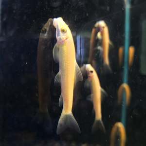 Tropical Fish: Gold Algae Eaters