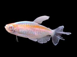 Tropical Fish: Albino Congo Tetras