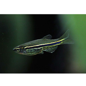 Spotted Dwarf Danio