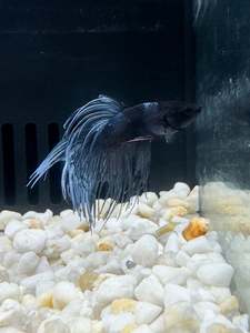 Tropical Fish: CrownTail Male Bettas