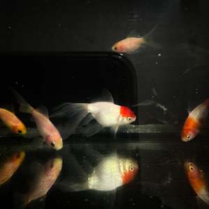 Cold Water Fish: Assorted Fancy Goldfish
