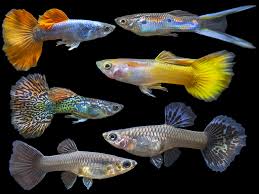 Tropical Fish: Assorted Premium Guppy