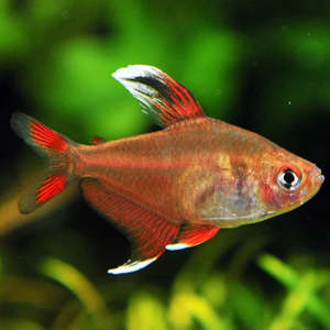 Tropical Fish: Rosy Tetra