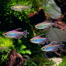 Congo Tetras