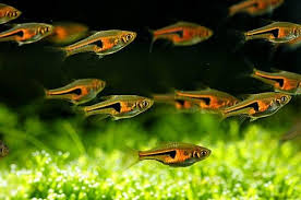 Lamb Chop Rasbora