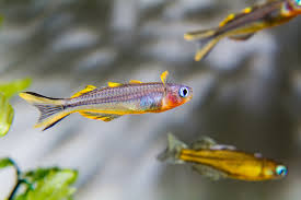 Tropical Fish: Forktail Rainbow