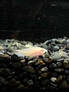 Tropical Fish: Albino Pygmy Corydoras