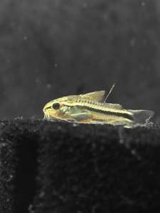 Tropical Fish: Gastrodermus (‘Corydoras’) Pygmy
