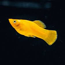 Tropical Fish: Assorted Molly