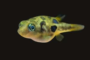 Pea Puffer