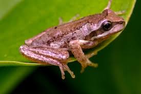 Live Animals: whistling Tree frogs