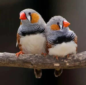 Live Animals: Zebra Finch