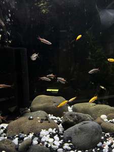 Cold Water Fish: Veiltail White cloud mountain Minnows