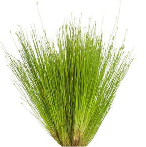 Liva Plants: Hair Grass - Potted
