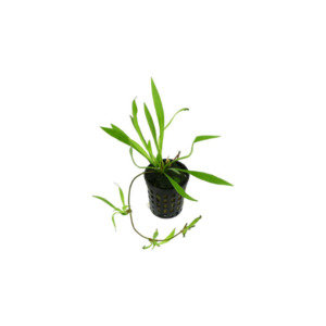 Liva Plants: Latifolius Chain Sword - Potted