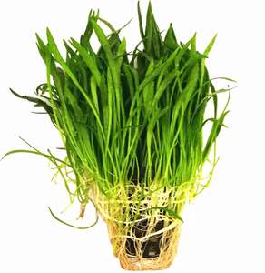 Liva Plants: Lilaeopsis Brasiliness - Potted