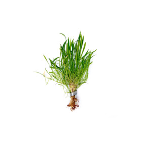 Lilaeopsis Zealandia - Potted