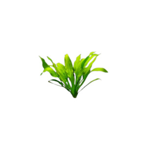 Liva Plants: Amazon Sword  - Potted