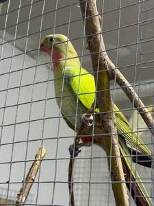 Live Animals: Princess Parrots