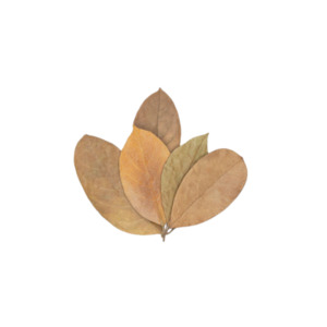 Fish: Mango Leaves 10-Pack