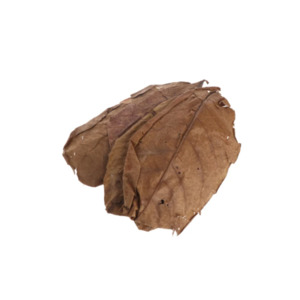 Fish: Catappa Leaves – Indian Almond Leaves 10-pk