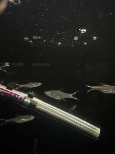 Live Fish: scissorTail Rasbora