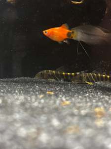 Live Fish: Bengal Loach