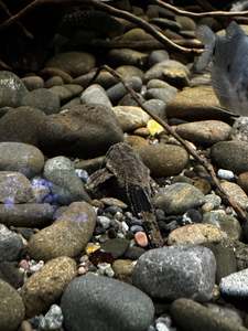 Live Fish: Banjo Catfish (Two Colour)