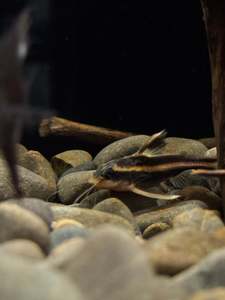 Live Fish: Chocolate Striped catfish