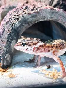 Live Animals: Leopard Gecko