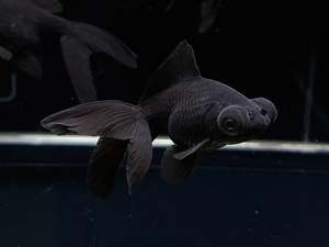 Cold Water Fish: BlackMoore (Small)