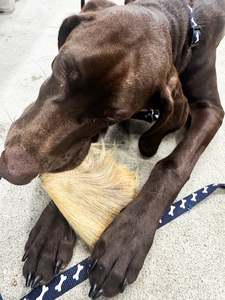 Dogs: Beef Ears With Fur