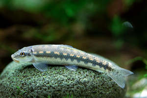 Algae Eater