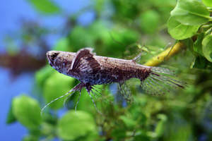 Pantodon Butterfly Fish