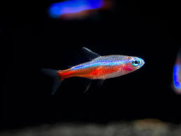 Tropical Fish: Cardinal Tetra