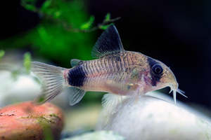 Panda Corydoras