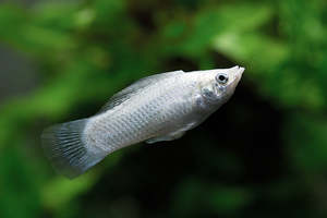 Silver Molly