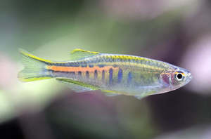 glowlight danio