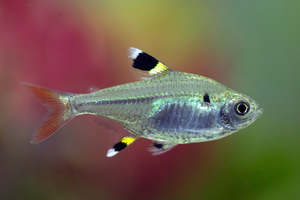 Pristella Tetra