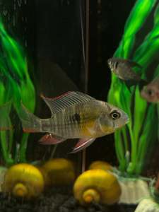 Bolivian Dwarf Ram
