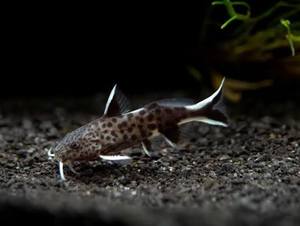 Tropical Fish: cuckoo Catfish - Synodontis Petricola