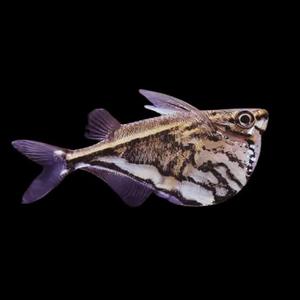 Tropical Fish: Marble Hatchet Fish