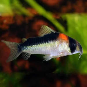 Tropical Fish: Adolfo's Corydoras