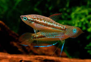 Croaking Gourami