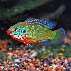 Jewel Cichlid