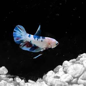 Tropical Fish: Plakat Male Betta