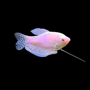 Tropical Fish: Platinum Gourami