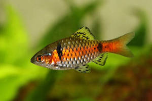 Tropical Fish: Odessa Barb